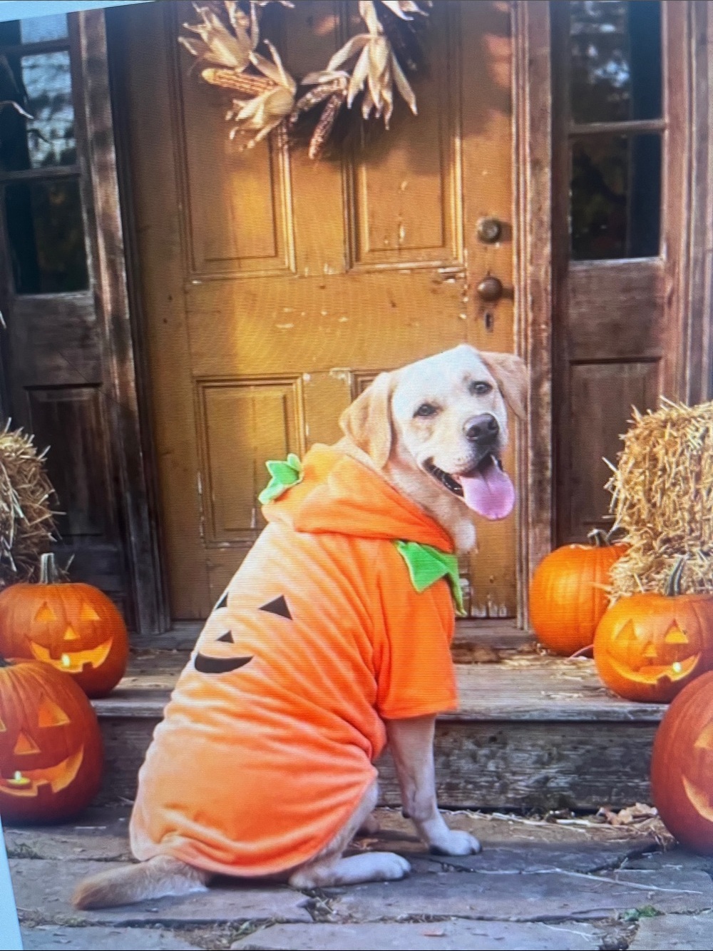 Amazon Orange Pumpkin Dog Hoodie with Green Leaf Accents